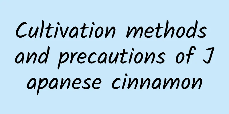 Cultivation methods and precautions of Japanese cinnamon