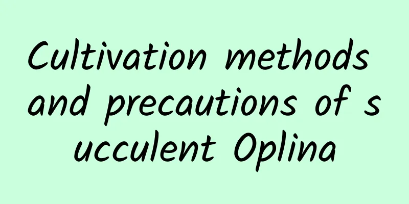 Cultivation methods and precautions of succulent Oplina