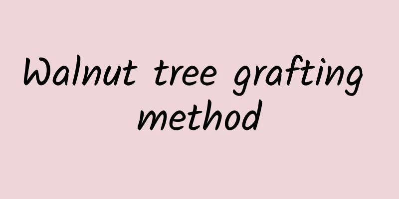 Walnut tree grafting method
