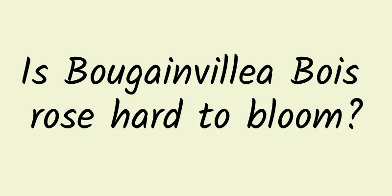 Is Bougainvillea Bois rose hard to bloom?