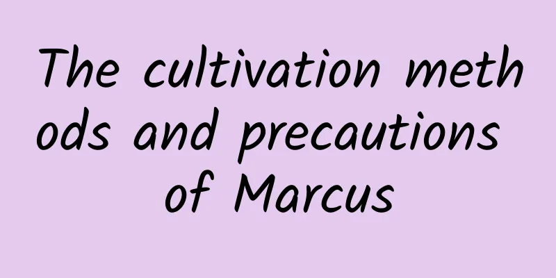 The cultivation methods and precautions of Marcus