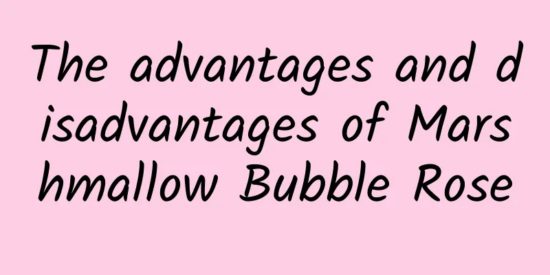 The advantages and disadvantages of Marshmallow Bubble Rose