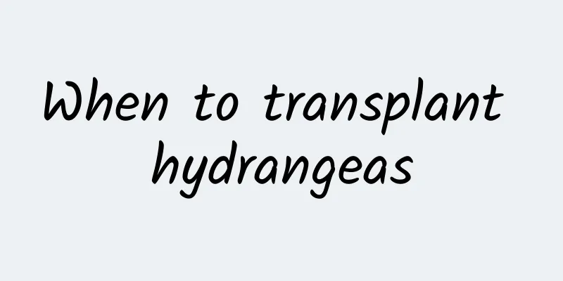 When to transplant hydrangeas