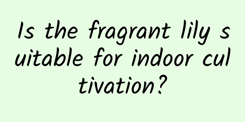 Is the fragrant lily suitable for indoor cultivation?