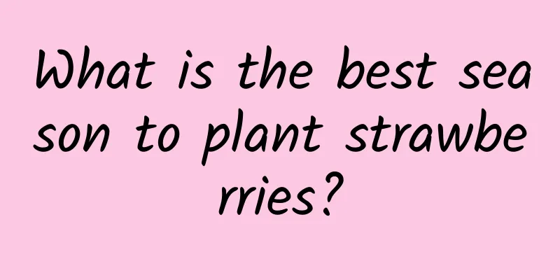 What is the best season to plant strawberries?