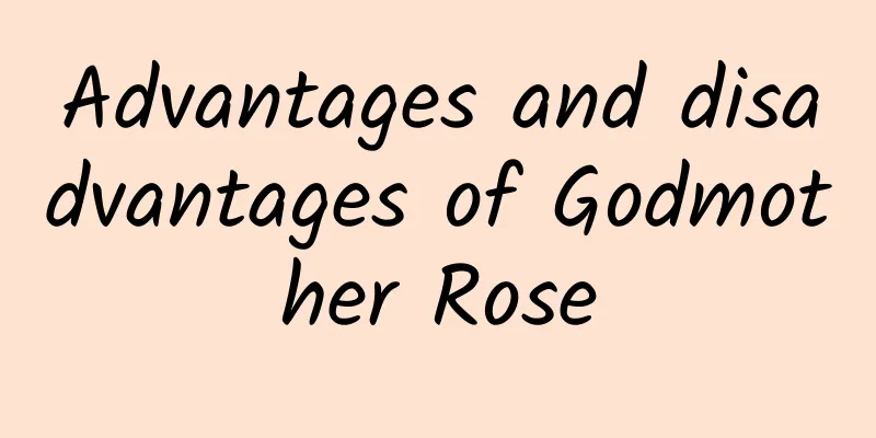 Advantages and disadvantages of Godmother Rose