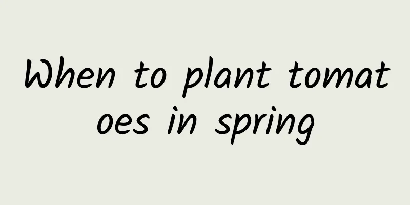 When to plant tomatoes in spring
