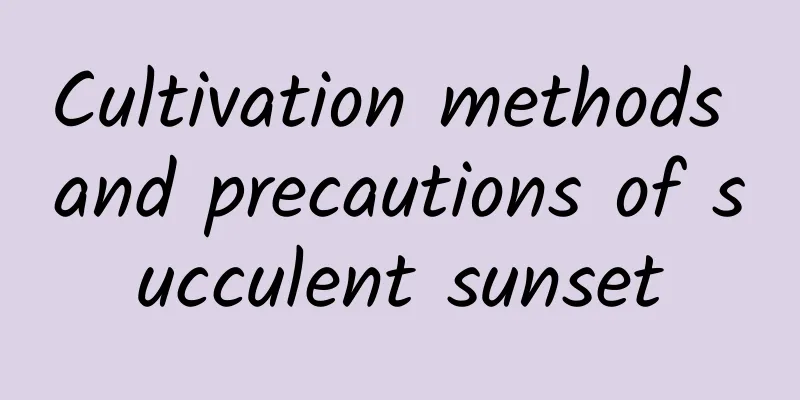 Cultivation methods and precautions of succulent sunset
