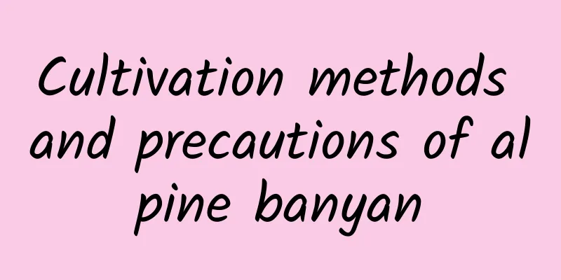 Cultivation methods and precautions of alpine banyan