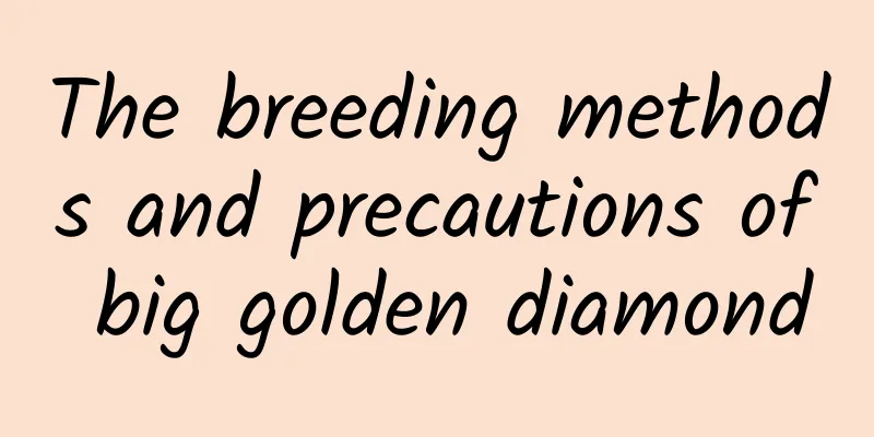 The breeding methods and precautions of big golden diamond