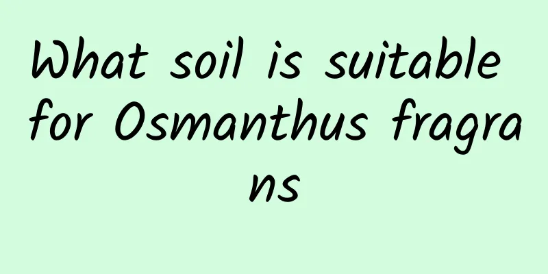 What soil is suitable for Osmanthus fragrans