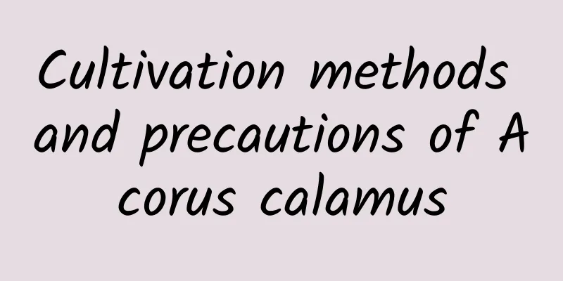 Cultivation methods and precautions of Acorus calamus