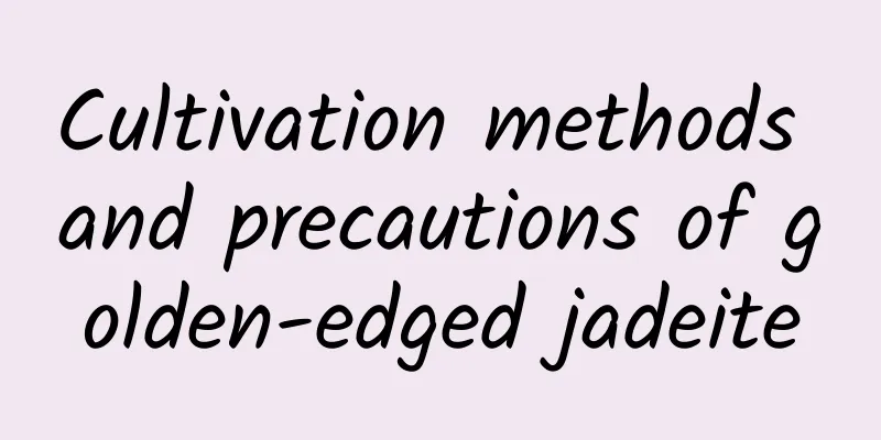Cultivation methods and precautions of golden-edged jadeite