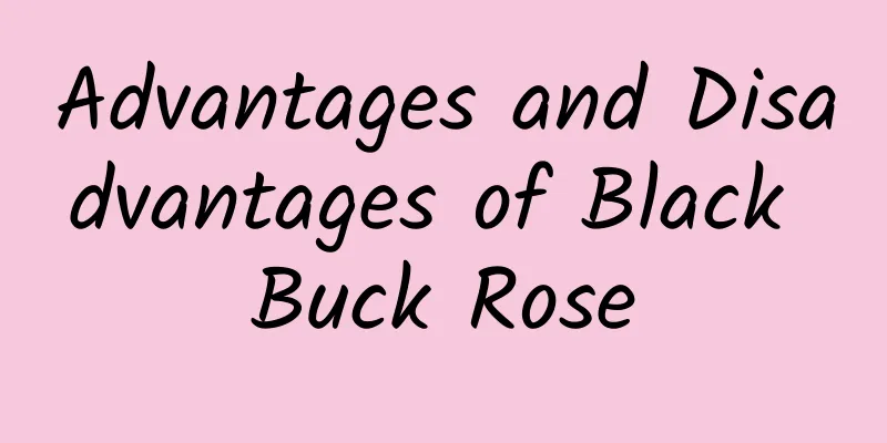 Advantages and Disadvantages of Black Buck Rose