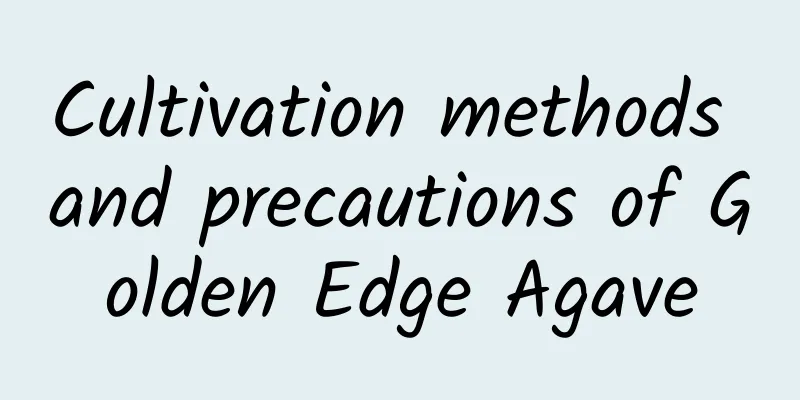 Cultivation methods and precautions of Golden Edge Agave