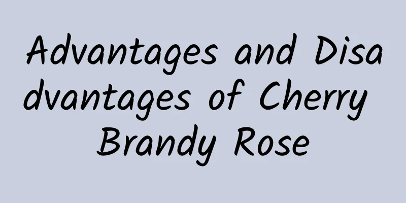 Advantages and Disadvantages of Cherry Brandy Rose