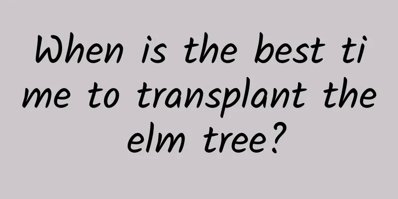 When is the best time to transplant the elm tree?