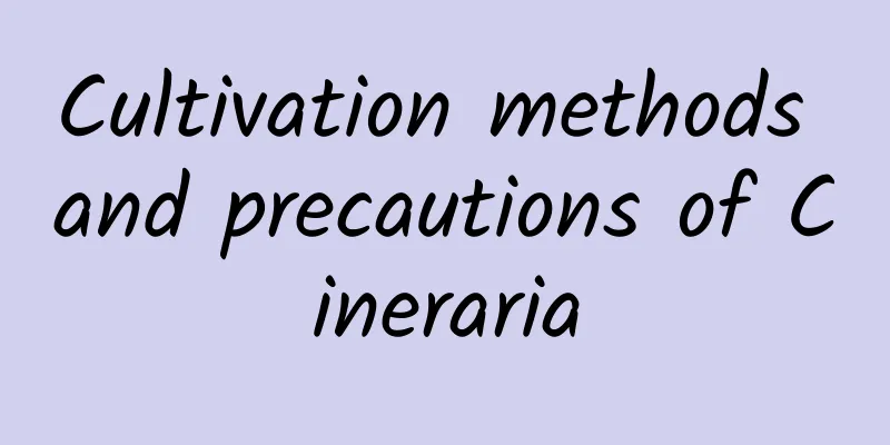 Cultivation methods and precautions of Cineraria