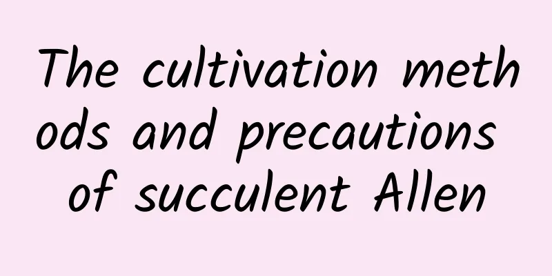 The cultivation methods and precautions of succulent Allen