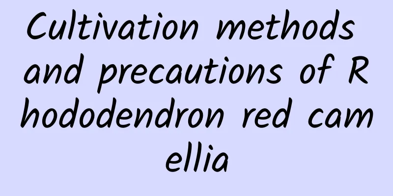 Cultivation methods and precautions of Rhododendron red camellia