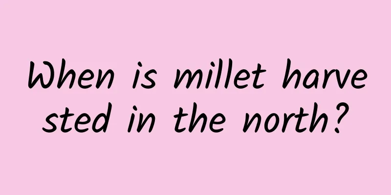 When is millet harvested in the north?