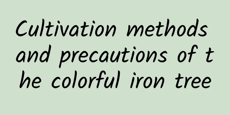 Cultivation methods and precautions of the colorful iron tree