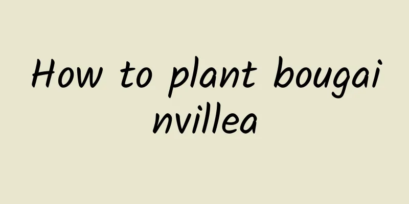 How to plant bougainvillea