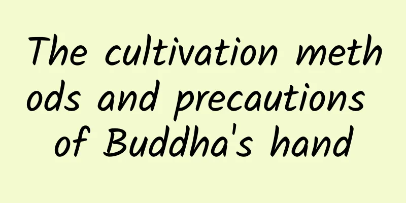 The cultivation methods and precautions of Buddha's hand