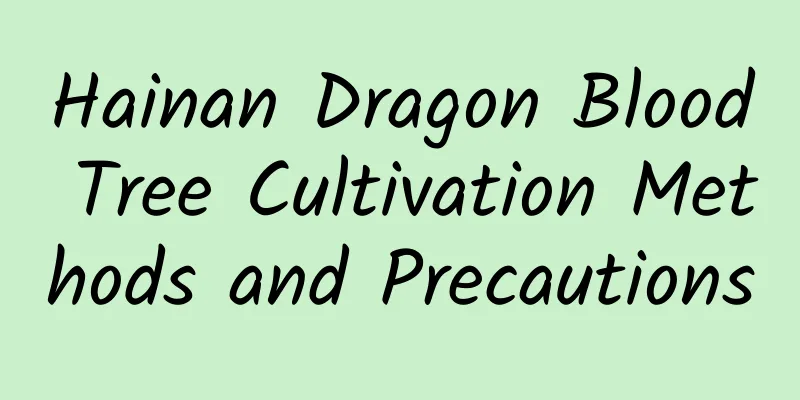 Hainan Dragon Blood Tree Cultivation Methods and Precautions