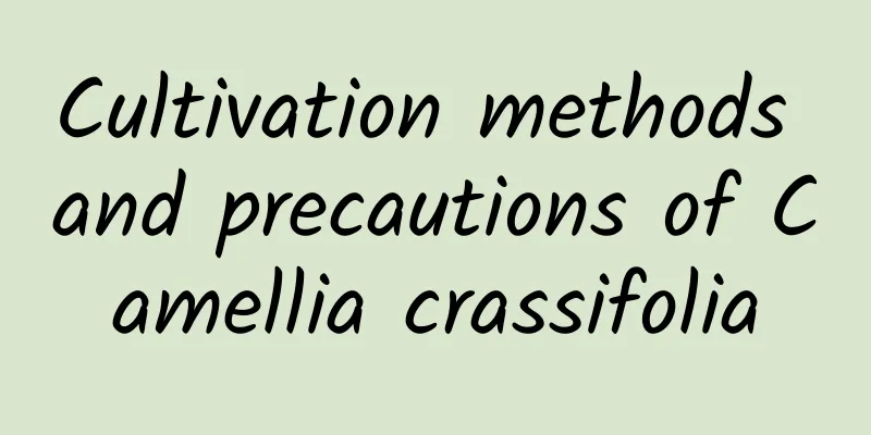 Cultivation methods and precautions of Camellia crassifolia