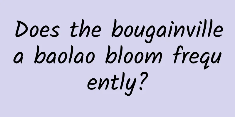 Does the bougainvillea baolao bloom frequently?