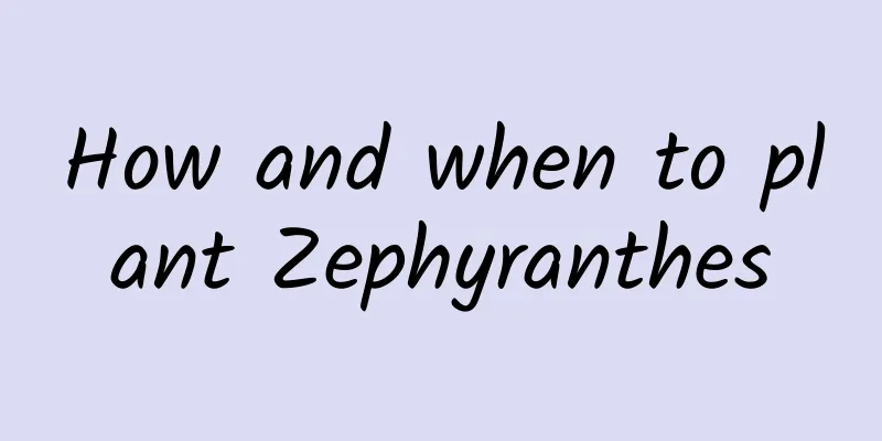 How and when to plant Zephyranthes