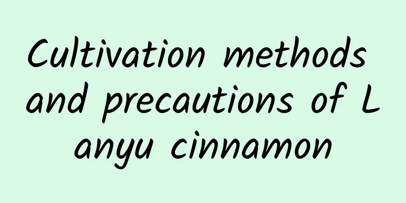 Cultivation methods and precautions of Lanyu cinnamon