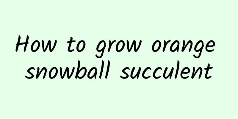 How to grow orange snowball succulent