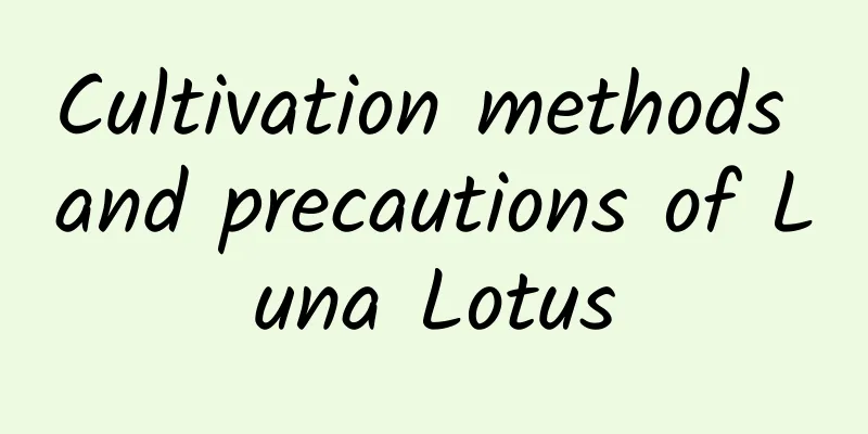 Cultivation methods and precautions of Luna Lotus