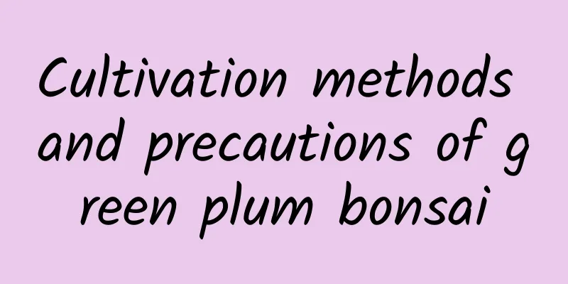 Cultivation methods and precautions of green plum bonsai