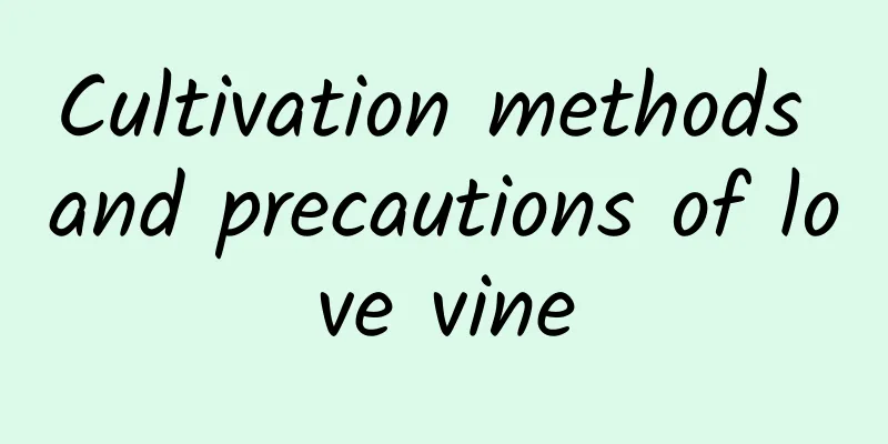 Cultivation methods and precautions of love vine