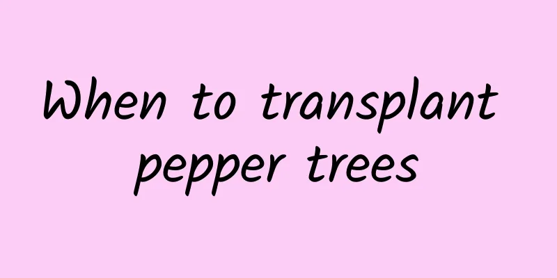 When to transplant pepper trees