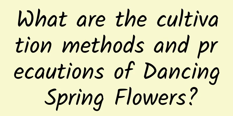 What are the cultivation methods and precautions of Dancing Spring Flowers?