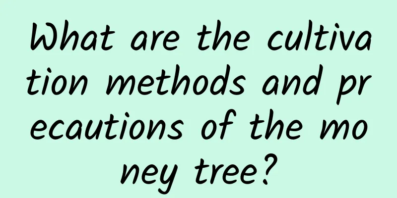What are the cultivation methods and precautions of the money tree?