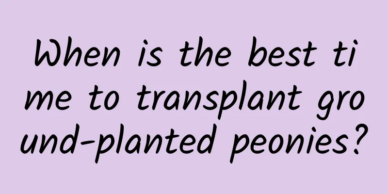 When is the best time to transplant ground-planted peonies?