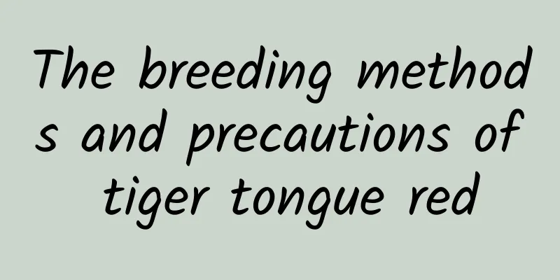 The breeding methods and precautions of tiger tongue red