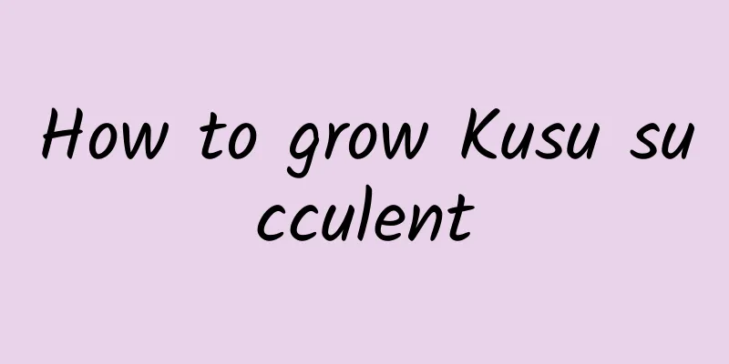 How to grow Kusu succulent