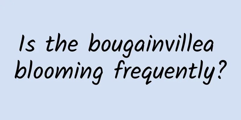 Is the bougainvillea blooming frequently?