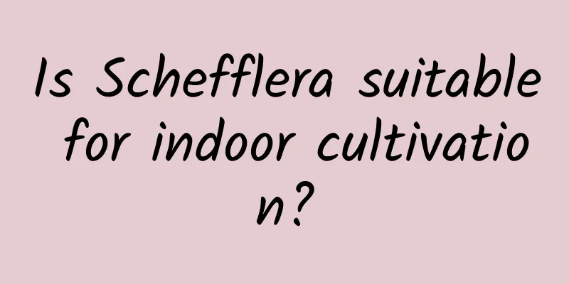 Is Schefflera suitable for indoor cultivation?