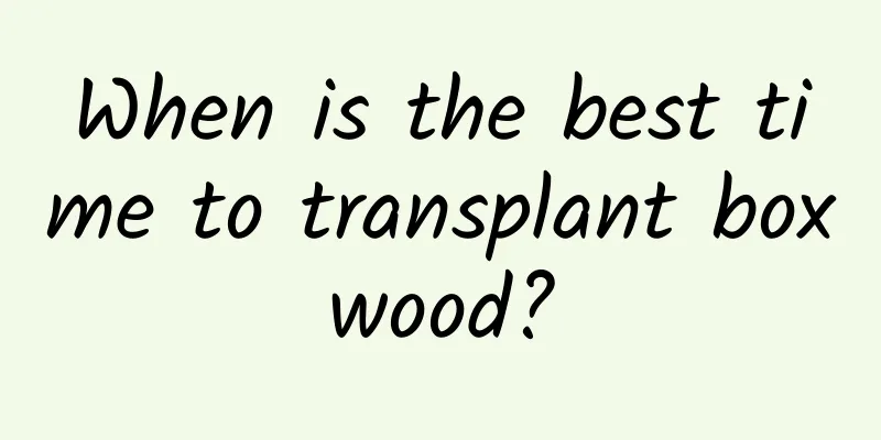 When is the best time to transplant boxwood?