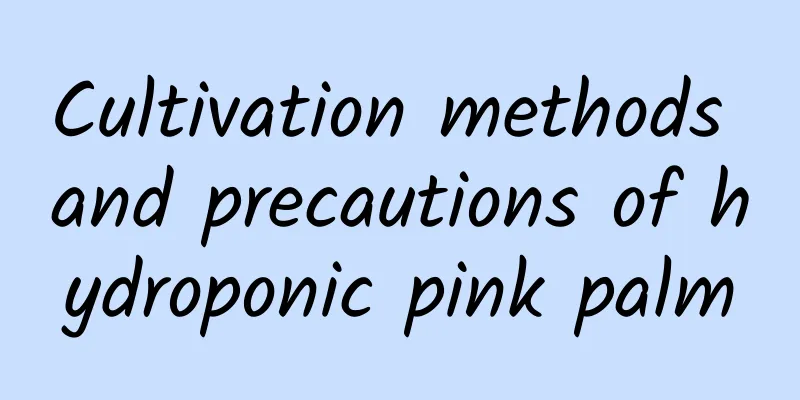 Cultivation methods and precautions of hydroponic pink palm
