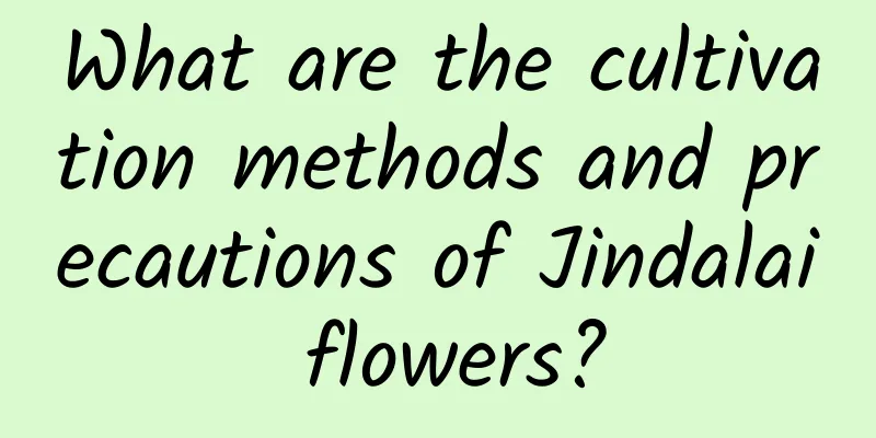 What are the cultivation methods and precautions of Jindalai flowers?