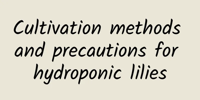 Cultivation methods and precautions for hydroponic lilies