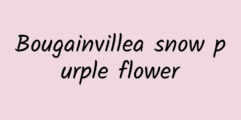 Bougainvillea snow purple flower
